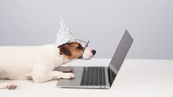 Folyo Şapkalı Gözlüklü Jack Russell Terrier Bir Dizüstü Bilgisayarda Çalışıyor — Stok video