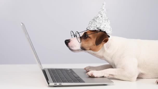 Jack Russell Terrier Într Pălărie Tinichea Ochelari Lucrează Laptop — Videoclip de stoc