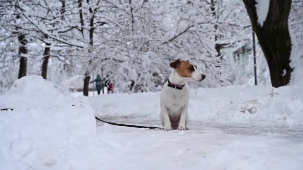 Pes Jack Russell Teriér Chodí Sněhu — Stock video