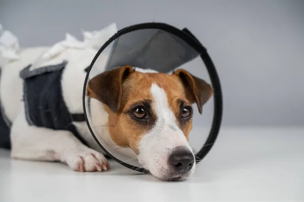 Chien Triste Jack Russell Terrier Dans Une Couverture Collier Cône — Photo