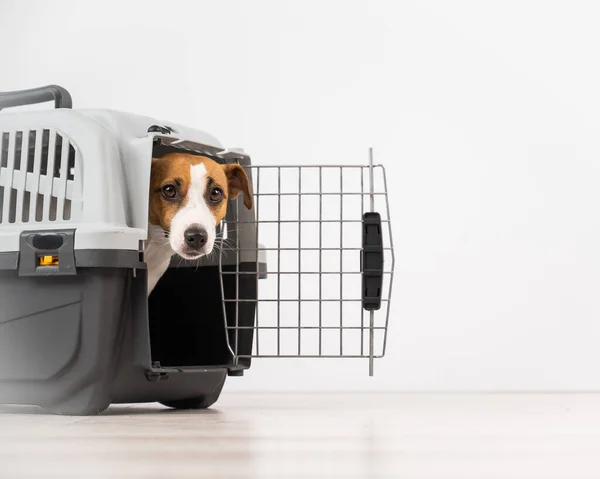 Jack Russell Terrier Perro Asomándose Fuera Jaula Viaje — Foto de Stock