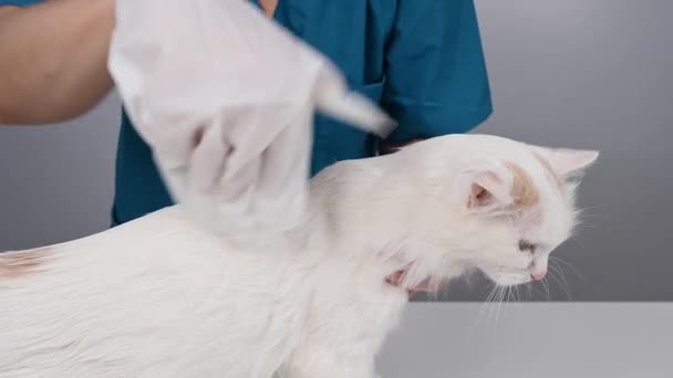 Ένας Βετεράνος Πλένει Μια Χνουδωτή Άσπρη Γάτα Ένα Βρεγμένο Γάντι — Αρχείο Βίντεο