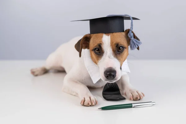 Jack Russell Terrier Hond Met Stropdas Academische Pet Zit Een — Stockfoto