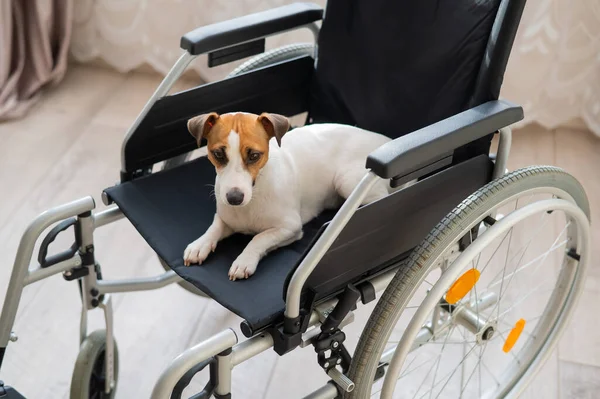 Jack Russell Terrier Dog Sits Wheelchair Devoted Friend Waiting Owner — Stock Photo, Image