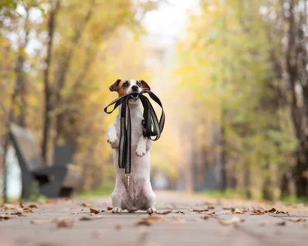 Jack Russell Terrier Hund Der Leine Spazieren Herbstpark — Stockfoto