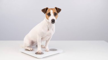 Köpek Jack Russell Teriyeri beyaz arka planda terazide duruyor.