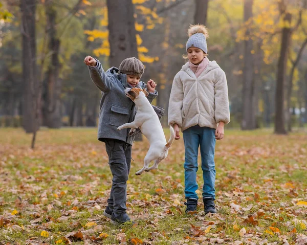 秋の公園では 白人の子供たちがジャック ラッセル テリアと一緒に歩いています 男の子と女の子と犬が屋外にジャンプしています — ストック写真