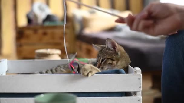 Eine Frau Spielt Einem Katzencafé Mit Einer Katze Öffentlicher Wohltätigkeitsraum — Stockvideo