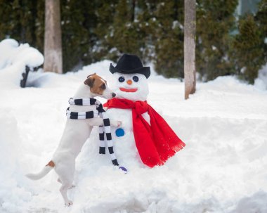 Eşarplı Jack Russell Terrier köpeği kardan adam yapıyor. Kış eğlencesi