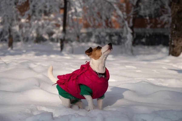 Cane Jack Russell Terrier Una Giacca Calda Nella Neve Inverno — Foto Stock