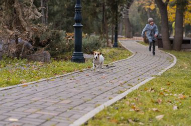 Çocuk parkta köpek Jack Russell Terrier ile koşuyor. Sonbahar Yürüyüşü