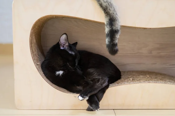 Black and tabby cats sleep on a scratching post