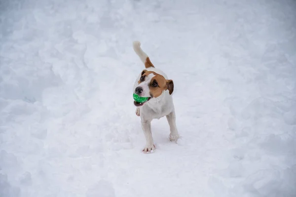 Jack Russell Teriér Pes Hraje Míč Sněhu — Stock fotografie