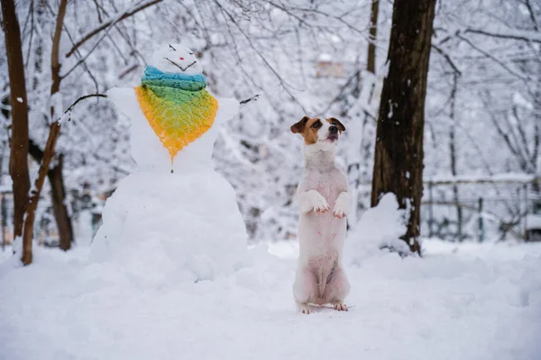 Cane Jack Russell Terrier Passeggiate Strada Inverno Pupazzo Neve Sciarpa — Foto Stock