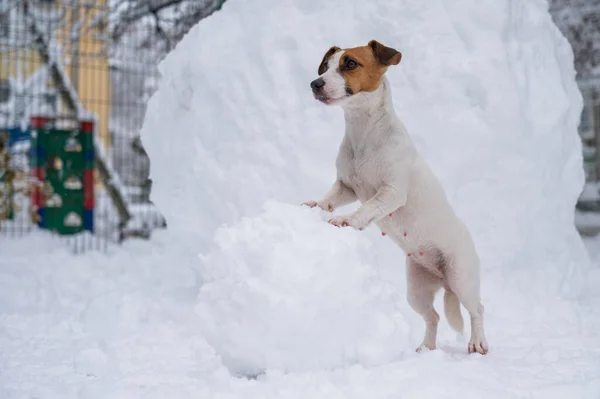 ジャック ラッセル テリア冬に屋外で雪だるまを作る犬 — ストック写真