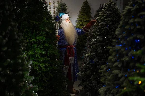 Russian Santa Claus with a staff in a store of artificial Christmas trees