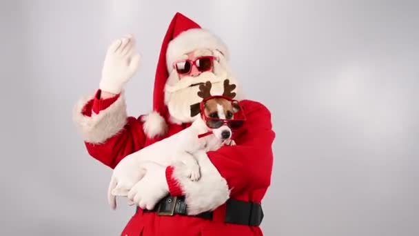 Santa Claus Sunglasses Holds Dog Jack Russell Terrier Deer Costume — Stock Video