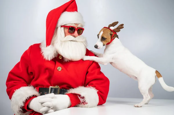 Santa claus and santas helper in sunglasses on a white background. Jack russell terrier dog in a deer costume