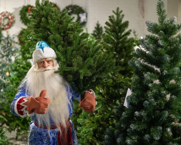 Ρώσος Άγιος Βασίλης Αγοράζει Ένα Χριστουγεννιάτικο Δέντρο Στο Μαγαζί — Φωτογραφία Αρχείου