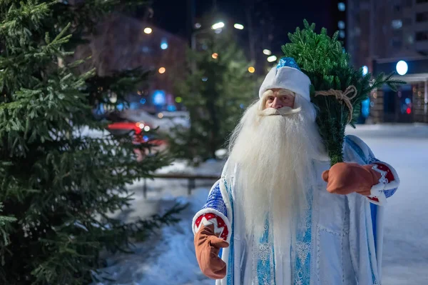 Russian Santa Claus Carries Christmas Tree Outdoors — Stock Photo, Image