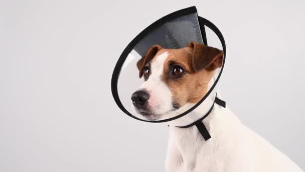 獣医師はジャック ラッセル テリアの犬からプラスチック製のコーンカラーを削除します — ストック動画