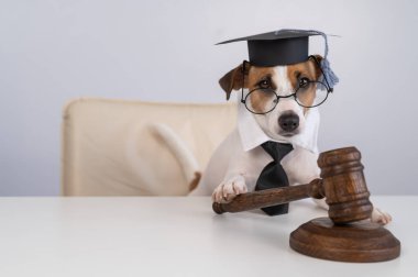 Köpek Jack Russell Terrier yargıç gibi giyinmiş ve beyaz arka planda tokmak tutuyor.