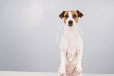 Jack Russell Terrier köpeği beyaz bir arka planda dişinde C tipi bir kablo tutuyor.