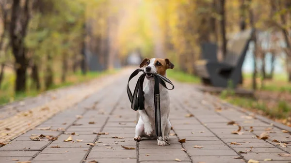 杰克罗素特里耶的狗牵着皮带在秋天的公园里散步 — 图库照片