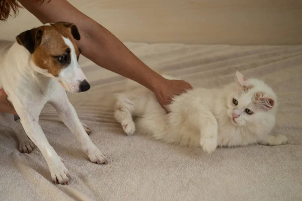 고양이와 테리어 침대에 동물을 껴안고 — 스톡 사진