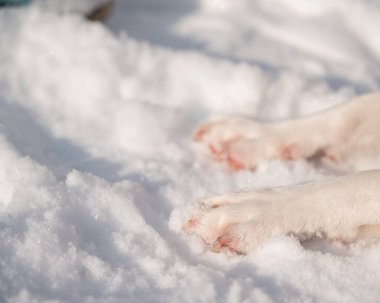 Kışın beyaz kar üzerinde donmuş köpek patilerinin yakın çekimi