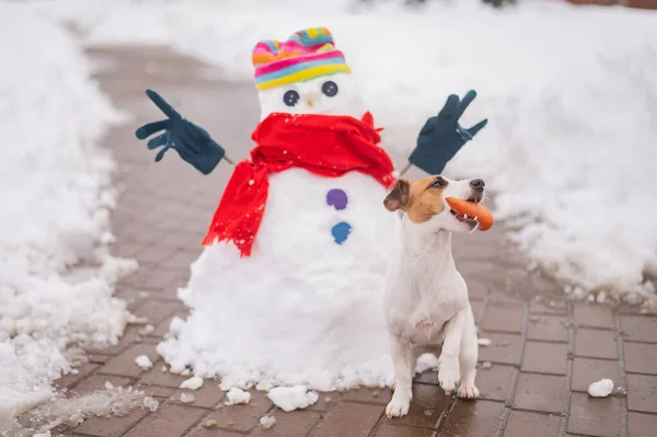 Jack Russell Terrier Hund Håller Morot Munnen För Snögubbe — Stockfoto