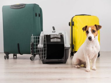 Jack Russell Terrier köpeği valizlerin ve seyahat kutusunun yanında oturur. Tatile hazırım.