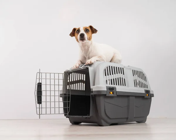 Jack Russell Terrier Pies Leży Szczycie Klatki Dla Bezpiecznego Transportu — Zdjęcie stockowe