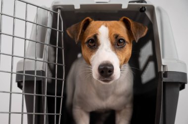 Jack Russell Terrier köpeği açık kapılı bir seyahat kutusunun içinde.