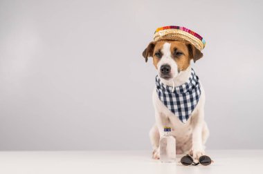 Meksikalı gibi giyinmiş Jack Russell Terrier köpeği.