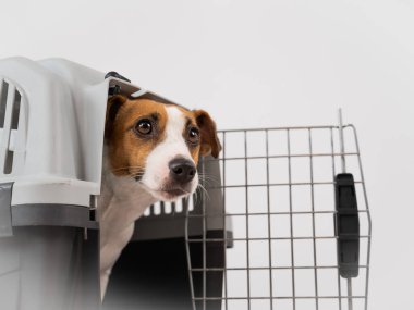 Jack Russell Terrier 'ın köpeği seyahat kafesinden gizlice bakıyor.