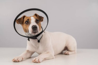 Ameliyattan sonra plastik külahta Jack Russell Terrier köpeği