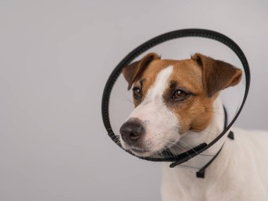 Ameliyattan sonra plastik külahta Jack Russell Terrier köpeği. Boşluğu kopyala