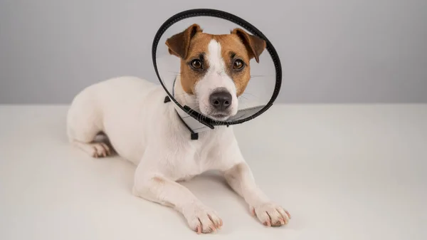 Jack Russell Terrier Dog Plastic Cone Surgery — Fotografia de Stock