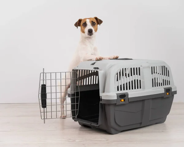 Jack Russell Terrier Perro Puso Sus Patas Una Caja Viaje — Foto de Stock