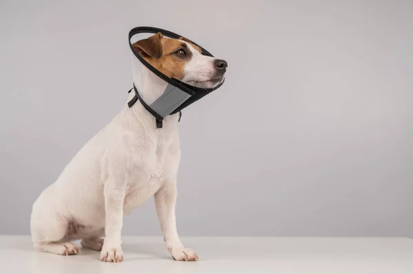 杰克罗素Terrier狗在塑料锥术后 复制空间 — 图库照片