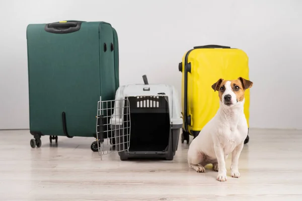 Jack Russell Terrier Cão Senta Por Malas Caixa Viagem Pronto — Fotografia de Stock