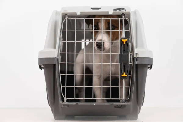 stock image Jack Russell Terrier dog inside a cage for the safe transportation of pets. Travel box