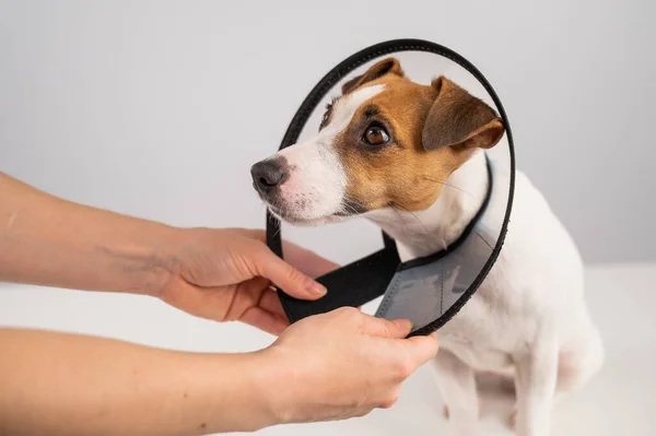 Vétérinaire Met Collier Cône Plastique Sur Chien Jack Russell Terrier — Photo