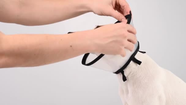 獣医師はジャック ラッセル テリアの犬からプラスチック製のコーンカラーを削除します — ストック動画