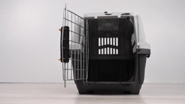 Jack Russell Terrier köpeği güvenli yolculuk için kutuya giriyor.
