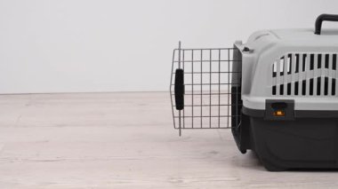 Jack Russell Terrier köpeği nakliye kafesine giriyor.