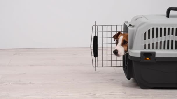 Jack Russell Terrier Hund Kommer Plastbärare — Stockvideo