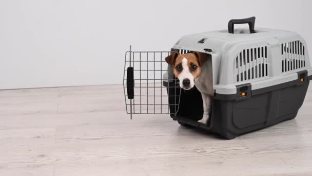 プラスチック製の旅行ケージから出てくるジャック ラッセル テリアの犬 — ストック動画