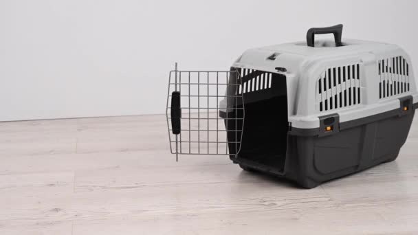 Jack Russell Terrier Pies Wchodzi Pudełka Bezpieczną Podróż — Wideo stockowe